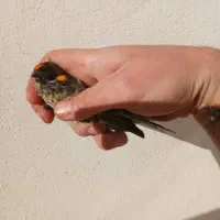 گلبسر نر|پرنده|فسا, |دیوار