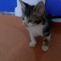 گربه