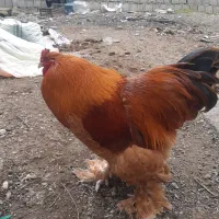 خروس برهما|حیوانات مزرعه|ساری, |دیوار