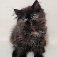 بچه گربه پرشین ماده قهوه ای