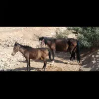 اسب مادیان و کره نر|اسب و تجهیزات اسبسواری|کوهدشت, |دیوار