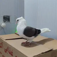 کبوتر|پرنده|بستان آباد, |دیوار