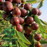 نهال گلدانی عناب بیرجندی ( سبزوار نهال)