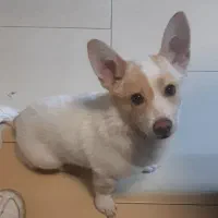 واگذاری سگ اشپیتز پاکوتاه