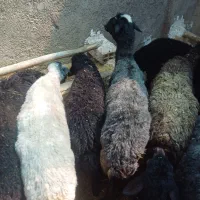 میش وبره ‌،
