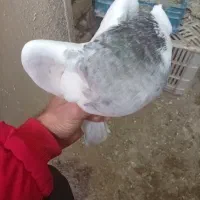 کبوتر طوقی سرول|پرنده|ابهر, |دیوار