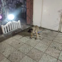 شاه توله سرابی