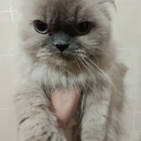 گربه پرشین سوپر فلت