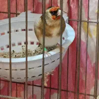 قناری دستی جوجه