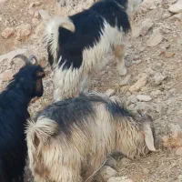 میش بره بیگ|حیوانات مزرعه|ناغان, |دیوار