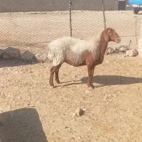 سه راس میش درجه یک|حیوانات مزرعه|جهرم, |دیوار