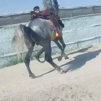 کره اسب سه سال نیم نریان نوه کامران|اسب و تجهیزات اسبسواری|فلاورجان, |دیوار