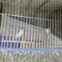 مرغ عشق جفت|پرنده|یاسوج, |دیوار