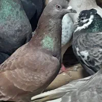 ۲۵تا دورگ پرشی دانه ۱۸۰|پرنده|مشهد, کوشش|دیوار