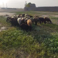 20راس میش و بره