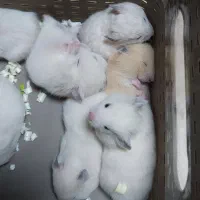 همستر فشن (نژاد پشمالو)