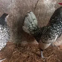 جفت سیبرایت