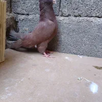 کبوتر دم سفید . دوکت . سرخ|پرنده|شهرضا, |دیوار