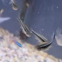 ماهی تترا|ماهی|فردیس, قریشی|دیوار