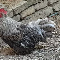خروس