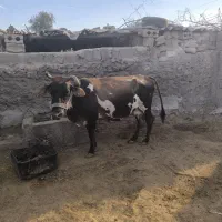 فروش گاو شیری با گوساله ی نر