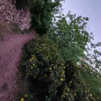 فروش باغ|فروش زمین و ملک کلنگی|نوبران, |دیوار