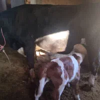 گاو سیمینتال با گوساله|حیوانات مزرعه|مشهد, خواجه ربیع|دیوار