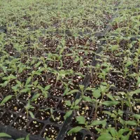 نشاگوجه‌فرنگی بدرو وبریویو دستگیردریافت سفارش|خدمات باغبانی و درختکاری|جیرفت, |دیوار