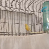 قناری ماده|پرنده|صفادشت, |دیوار