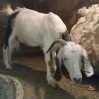 میش و بز پاکستانی|حیوانات مزرعه|کرمان, |دیوار