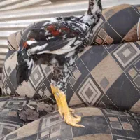 جوجه لاری ۴ماهه|حیوانات مزرعه|رشت, حومه رشت|دیوار