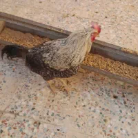 بوقلمون کرک وخروسهای محلی  اندیمشک هستم|حیوانات مزرعه|اندیمشک, |دیوار