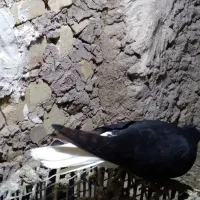 کبوتر|پرنده|قیدار, |دیوار