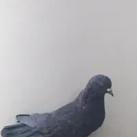 تعدادی کبوتر سالم|پرنده|شازند, |دیوار