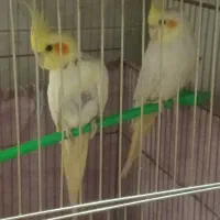 عروس هلندی