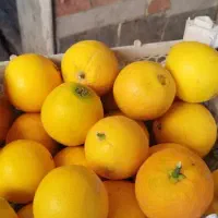 پرتقال کیلویی۵۰