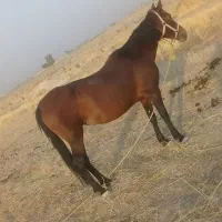 اسب مادیون درشور درجه یک|اسب و تجهیزات اسب‌سواری|شیراز, اکبر آباد|دیوار