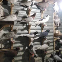 سار و سرور کبوتر در پرنده