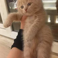 پسر اسکاتیش با رنگی خاص