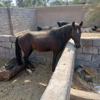 اسب نژاد کرد عرب|اسب و تجهیزات اسبسواری|بم, |دیوار