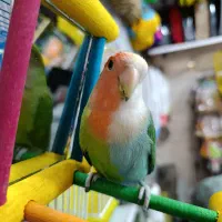 طوطی برزیلی دورنگ