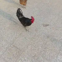خروس سیاه جوان سرحال|حیوانات مزرعه|بندر گناوه, |دیوار
