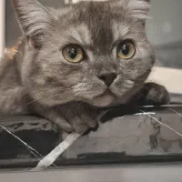 گربه بریتیش نر،فلت،رنگ خاکستری تیره،چشمای زرد