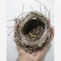 قناری محلی