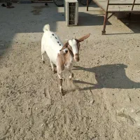 فروش دو عدد کهره ماده|حیوانات مزرعه|درگهان, |دیوار