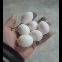 تخم کبوتر