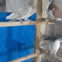 کفتررنگی خوب