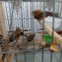 قناری 9 عدد نر|پرنده|شادگان, |دیوار