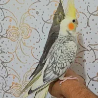 عروس ۴ماهه نرسینامون ماده لوتینو پروانه ای فول رام|پرنده|لاهیجان, طالقانی|دیوار