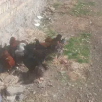 مرغ تخچه|حیوانات مزرعه|طاغنکوه, |دیوار